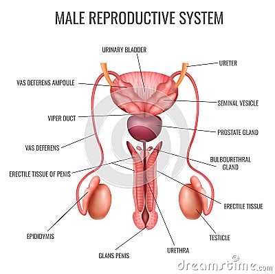 Realistic Male Reproductive System Vector Illustration