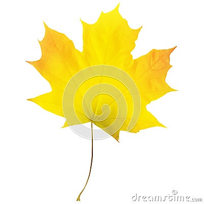 Realistic maple leaf isolated on white background Vector Illustration