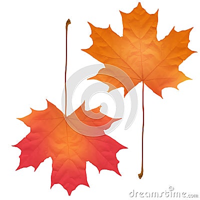 Realistic maple leaves isolated on white background Vector Illustration