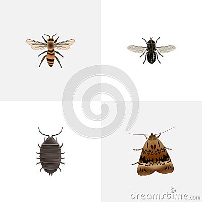 Realistic Midge, Butterfly, Wasp And Other Vector Elements. Set Of Bug Realistic Symbols Also Includes Housefly Vector Illustration