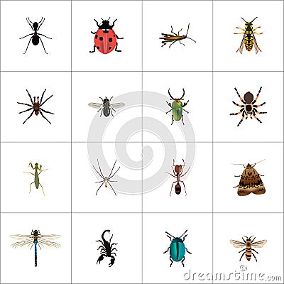 Realistic Midge, Emmet, Ladybird And Other Vector Elements. Set Of Bug Realistic Symbols Also Includes Tarantula, Locust Vector Illustration