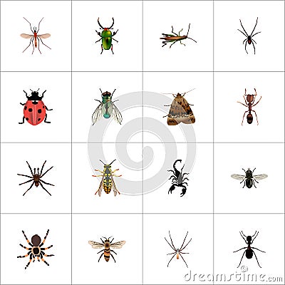 Realistic Midge, Spinner, Insect And Other Vector Elements. Set Of Bug Realistic Symbols Also Includes Emmet Vector Illustration