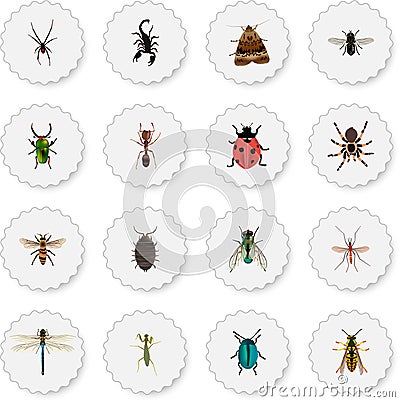 Realistic Midge, Wasp, Insect And Other Vector Elements. Set Of Bug Realistic Symbols Also Includes Midge, Pismire Vector Illustration