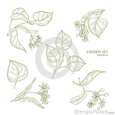 Realistic natural drawings of linden leaves and beautiful tender flowers. Parts of blooming tree hand drawn with contour Vector Illustration