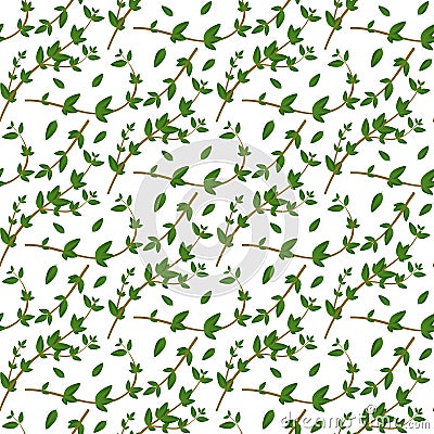 Realistic natural seamless pattern with evergreen herb. Thyme branch and leaves on white background. Flora style. Vector illustra Vector Illustration