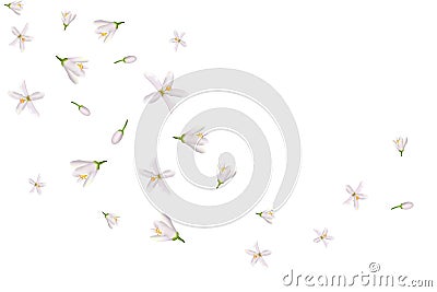 Realistic orange flowering branch,neroli flowers.Labels of Cosmetic Skin Care Product Design . Vector illustration Vector Illustration