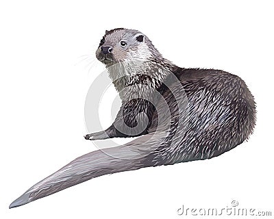 Realistic otter Vector Illustration