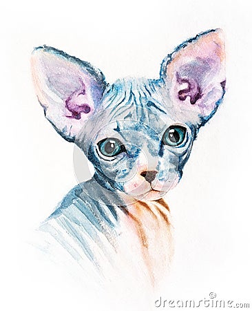 Realistic painting, drawing on a T-shirt watercolor portrait of a sphinx cat Stock Photo