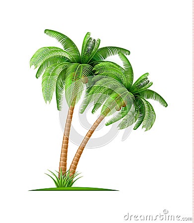 Realistic palm tree with coconuts Vector 3d exotic Vector Illustration