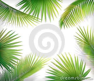 Realistic Palm tree frame set Stock Photo