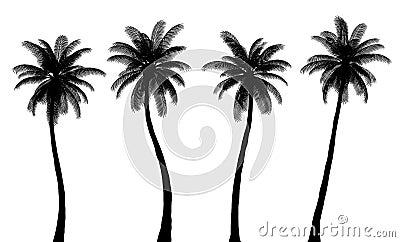 Realistic Palm Tree Silhouettes, Trunk and Leaves are Isolated from Each Other Vector Illustration