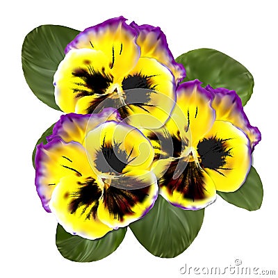 Realistic Pansy Vector Flower. Floral Illustration Vector Illustration