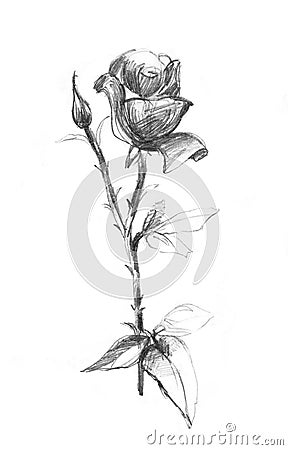 Realistic pencil drawn rose flowers background. Hand pencil drawing on paper. Cartoon Illustration