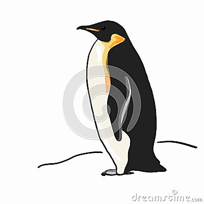 Realistic penguin Vector Illustration