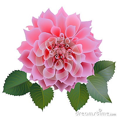 Realistic pink chrysanthemum flower with four leaves. Vector Illustration