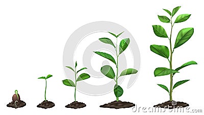 Realistic plant growth stages. Young seed growing in ground, green plants in soil, spring sprout blooming stage Vector Illustration