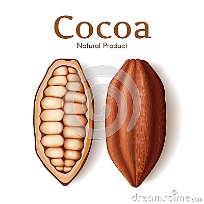 Realistic pod, seed or bean of fresh dried cocoa isolated on white background vector illustration. Chocolate dessert Vector Illustration