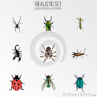 Realistic Poisonous, Housefly, Locust And Other Vector Elements. Set Of Insect Realistic Symbols Also Includes Tarantula Vector Illustration