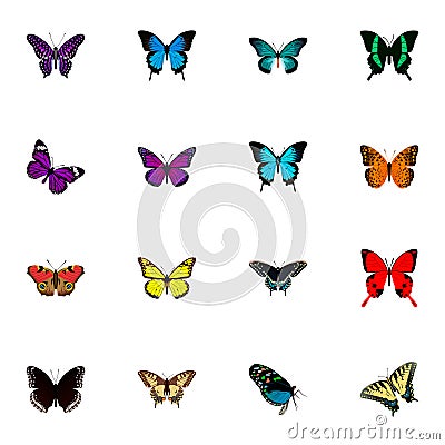 Realistic Polyommatus Icarus, Sangaris, Pipevine And Other Vector Elements. Set Of Butterfly Realistic Symbols Also Vector Illustration