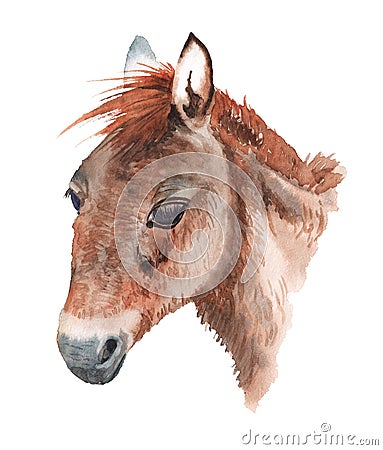 Realistic portrait of mongolian wild horse Cartoon Illustration