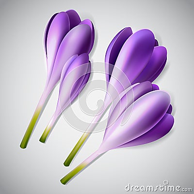 Realistic purple crocus set Vector Illustration