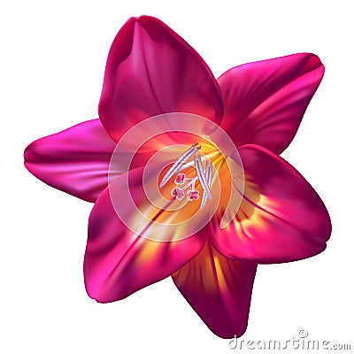 Realistic purple freesia flower Vector Illustration