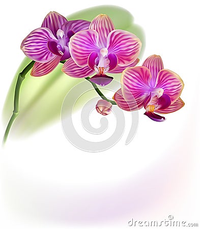 Realistic purple orchid flower Vector Illustration