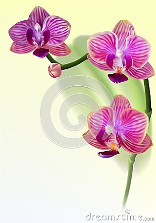 Realistic purple orchid flower Vector Illustration