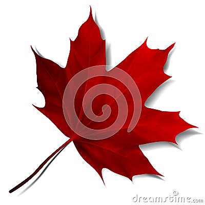 Realistic red maple leaf Vector Illustration