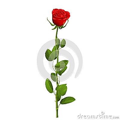 Realistic red rose with leaves isolated on white background for decorate artwork for Valentine or Wedding Invitation Vector Illustration