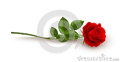 Realistic red rose lying on white background. Vector illustration Vector Illustration