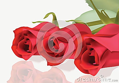 Realistic red roses bouquet Beautiful Flowers Roses Postcard for Happy Valentines Day, Birthday, Anniversary. Vector Illustration