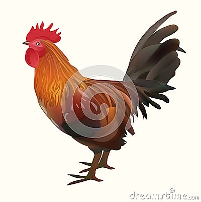 Realistic Rooster Picture. Vector Illustration Icon Stock Photo