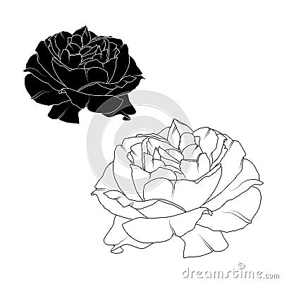 Realistic rose flower bloom black white isolated Cartoon Illustration