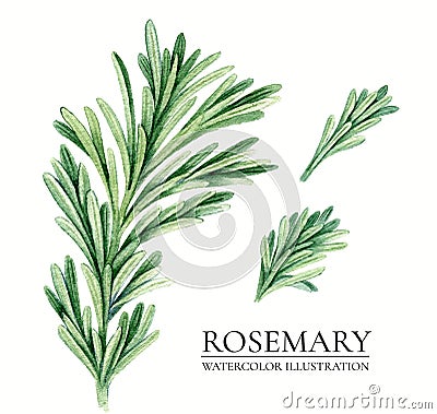 Realistic rosemary vintage watercolor botanical illustration Cartoon Illustration