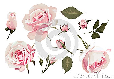 Realistic Roses Vector Clip Art Pink Flower image Stock Photo