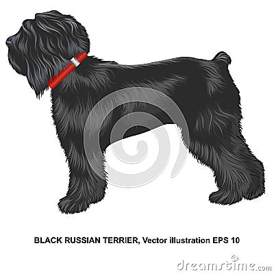 Realistic russian black terrier in profile, closeup, full size, isolated Vector Illustration