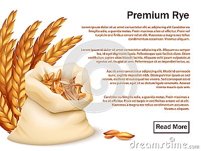 Realistic rye, ears and grains isolated on white background. Premium rye vector Vector Illustration