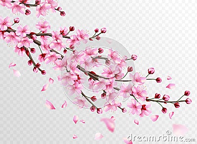 Realistic sakura. Beautiful sakura branches with pink flowers and falling petals, romantic floral japanese cherry Vector Illustration