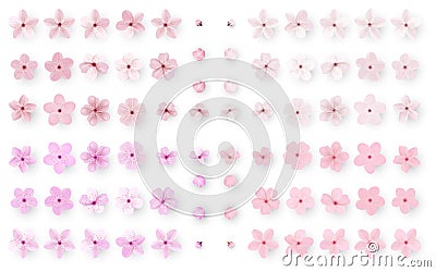 Realistic sakura or cherry blossom; Japanese Spring Flower Sakura; Pink Cherry Flower Vector Illustration