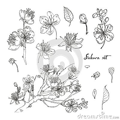 Realistic sakura hand drawn set with buds, flowers, leaves, branch. Contour vintage style illustration. Vector Illustration