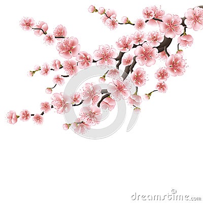 Realistic sakura japan cherry branch. EPS 10 Vector Illustration