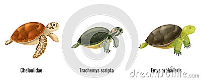 Realistic Sea Turtles Vector Illustration