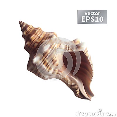 Realistic seashell isolated Vector Illustration