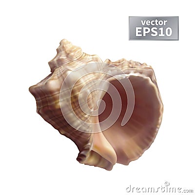 Realistic seashell isolated Vector Illustration