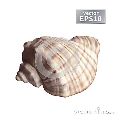 Realistic seashell Vector Illustration