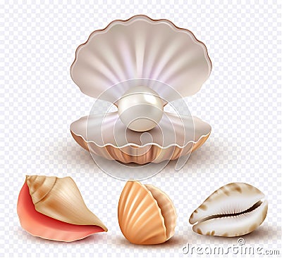 Realistic seashells. Mollusk shells ocean beach objects luxury pearls open concha vector collection Vector Illustration