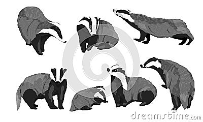 Realistic set of males, females and cubs of European badgers Meles meles in different poses Vector Illustration