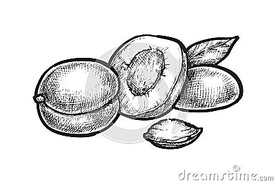 Realistic sign with sliced apricot and seed.Vector Vector Illustration
