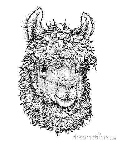 Realistic sketch of LAMA Alpaca, black and white drawing, isolated on white Vector Illustration